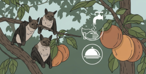 Nipah Virus: What You Should Know for General Awareness